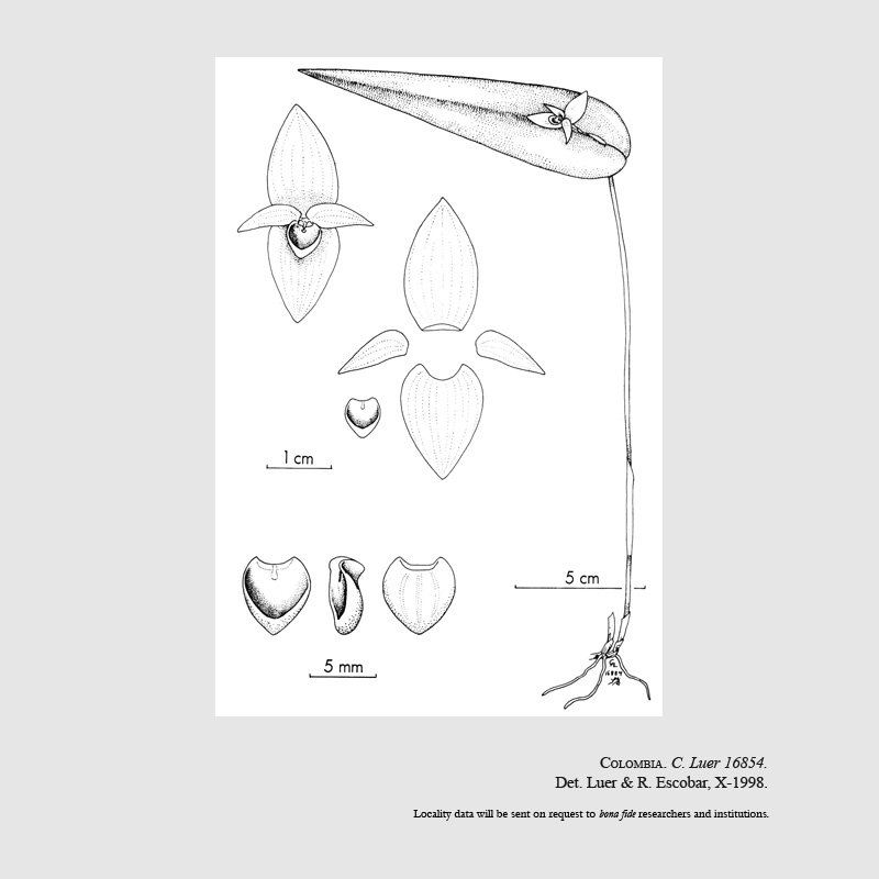 pleurothallis dewildei